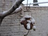Wallpaper - Quetta Snowfall January 2012 (19) - 4608 x 3456
